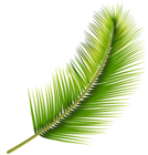 Palm Leaf PNG Transparent Image