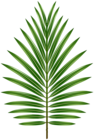 Palm Leaf Transparent Image