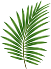 Palm Leaf Transparent PNG Image