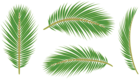 Palm Leaves PNG Clip Art