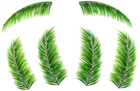 Palm Leaves PNG Clip Art Image
