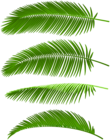 Palm Leaves Set PNG Clip Art Image