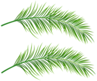 Palm Leaves Transparent Clip Art Image