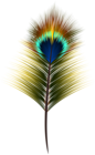 Peacock Feather PNG Clip Art