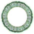Peacock Round Frame Transparent PNG Clip Art