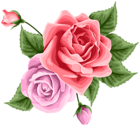 Rose Decoration Transparent PNG Clip Art