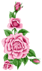 Roses Decoration PNG Clipart Image