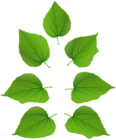 Set of Green Leaves PNG Clipart
