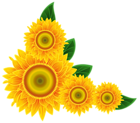 Sunflower Corner Decoration PNG Clipart Image