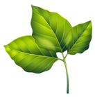 Three Green Leaves PNG Clipart Image