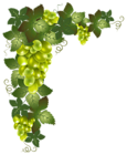 Transparent Vine Decorative Element PNG Picture