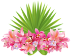 Tropical Flowers PNG Clipart Image