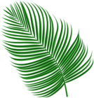 Tropical Palm Leaf PNG Clipart