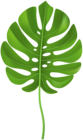 Tropical Palm Leaf Transparent PNG Clip Art Image