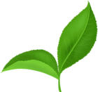 Two Green Leaves PNG Clipart