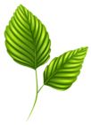 Two Green Leaves PNG Clipart Image