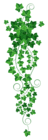 Vine Ivy PNG Clipart Picture