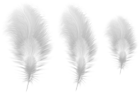 White Feathers PNG Clipart