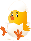 Cute Chicken in Egg Transparent Clipart