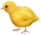 Yellow Chicken Transparent Image