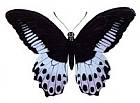 butterfly black
