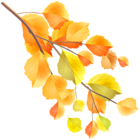 Autumn Branch PNG Clip Art Image
