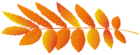 Autumn Leaf Orange PNG Transparent Clipart