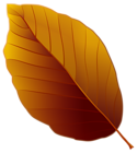 Autumn Leaf PNG Clipart Image