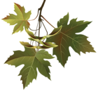 Autumn Leaves Branch PNG Clipart Image