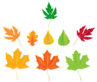 Autumn Leaves Collection PNG Clipart Image