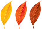 Autumn Leaves Set Clipart PNG Image