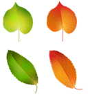 Autumn Leaves Set PNG Clipart Image