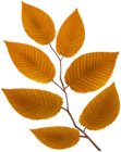 Autumn Leaves Twig PNG Clipart