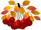 Autumn Plant PNG Clipart