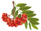 Autumn Plant PNG Clipart Image