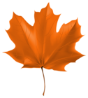 Beautiful Autumn Leaf PNG Clipart Image