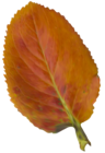 Beautiful Autumn Leaf PNG Clipart Picture