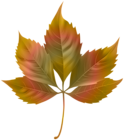 Beautiful Colorful Autumn Leaf PNG Clipart
