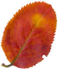 Beautiful Fall Leaf PNG Clipart Image
