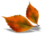 Beautiful Fall Leaves PNG Picture