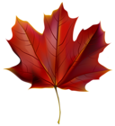 Beautiful Red Autumn Leaf PNG Clipart Image