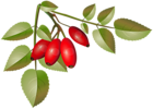 Brier Bush with Ripe Fruits Branch PNG Clip Art