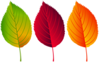 Colorful Fall Leaves PNG Clip Art Image