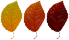 Colorful Fall Leaves PNG Clipart