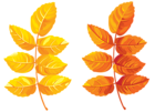 Fall Leaves Clipart PNG Image