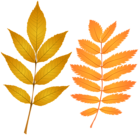 Fall Leaves PNG Clip Art Image