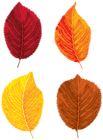 Fall Leaves Set Clipart PNG Image