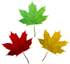 Fall Leaves Set PNG Clip Art Image