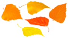 Fall Leaves Set PNG Transparent Clipart