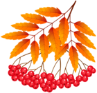 Fall Mountain Ash Plant PNG Clipart